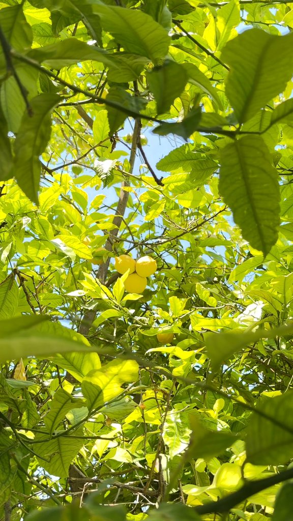 Lemons on a tree in the hotel garden