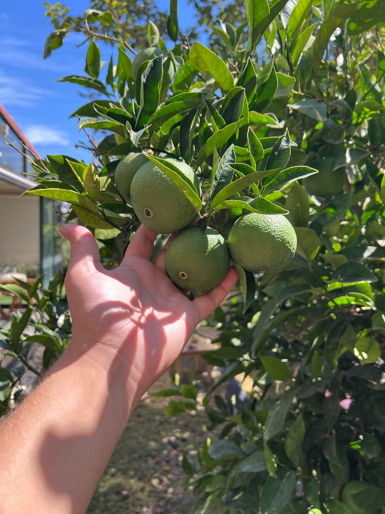 Green oranges on a branch, held in a hand