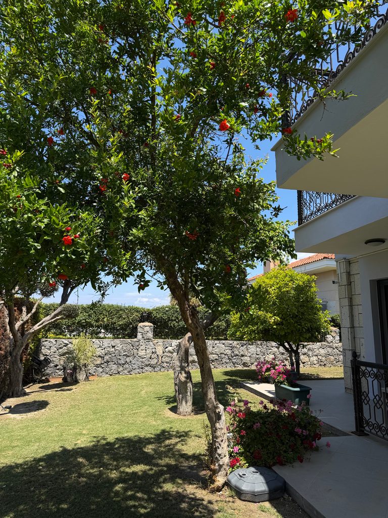 A pomegranate tree in bloom above the lawn, with a stone wall behind